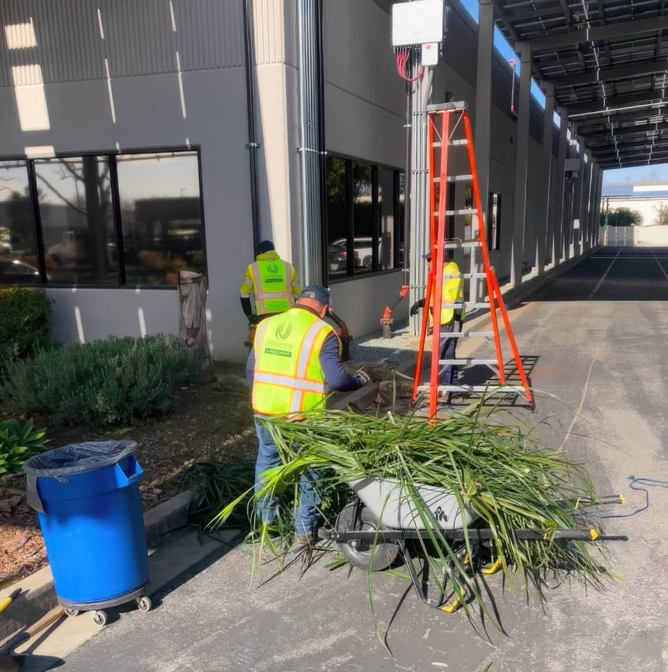 Three UFG landscapers in hi-vis vests clear palm trimmings beside an office building, with a wheelbarrow and ladder